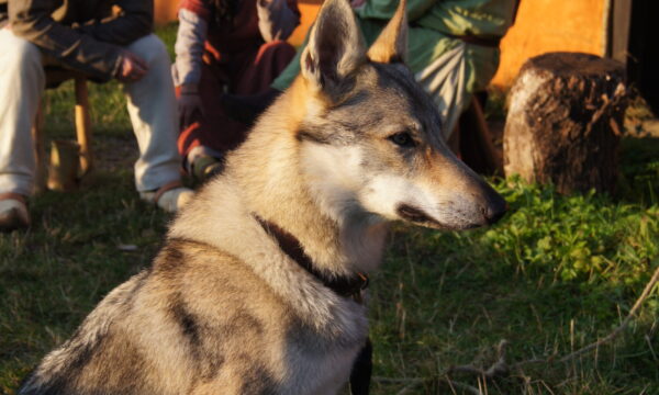 SONY DSC