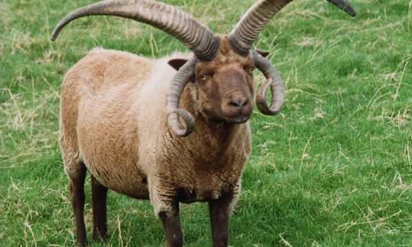 6. Isle o. Man Loaghtan Schaf 11